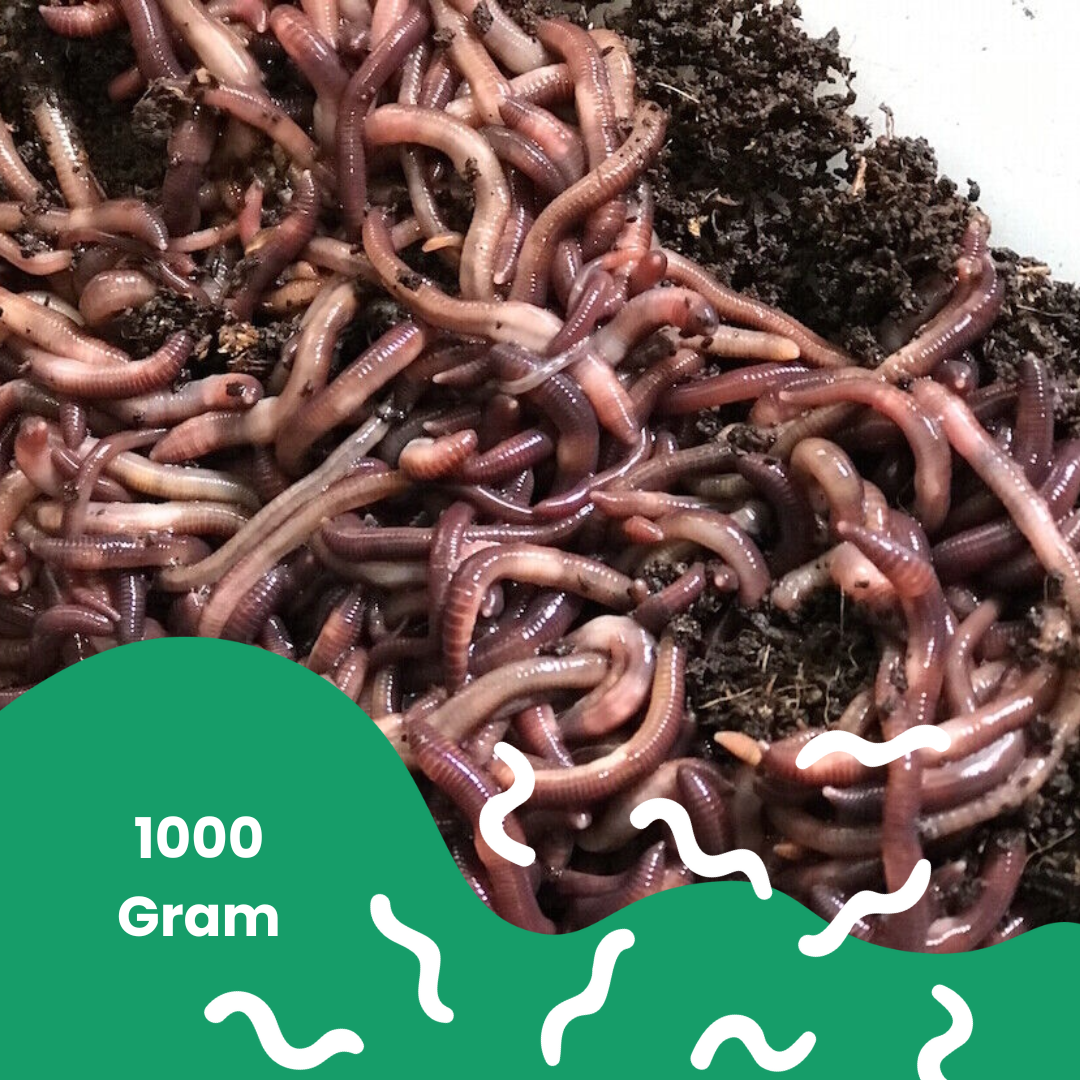 Vers de Compost