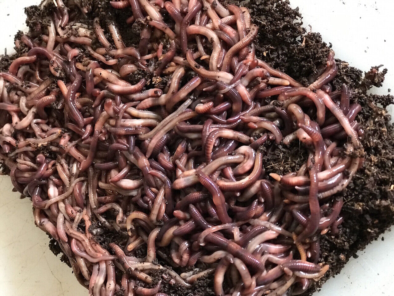 Vers de Compost