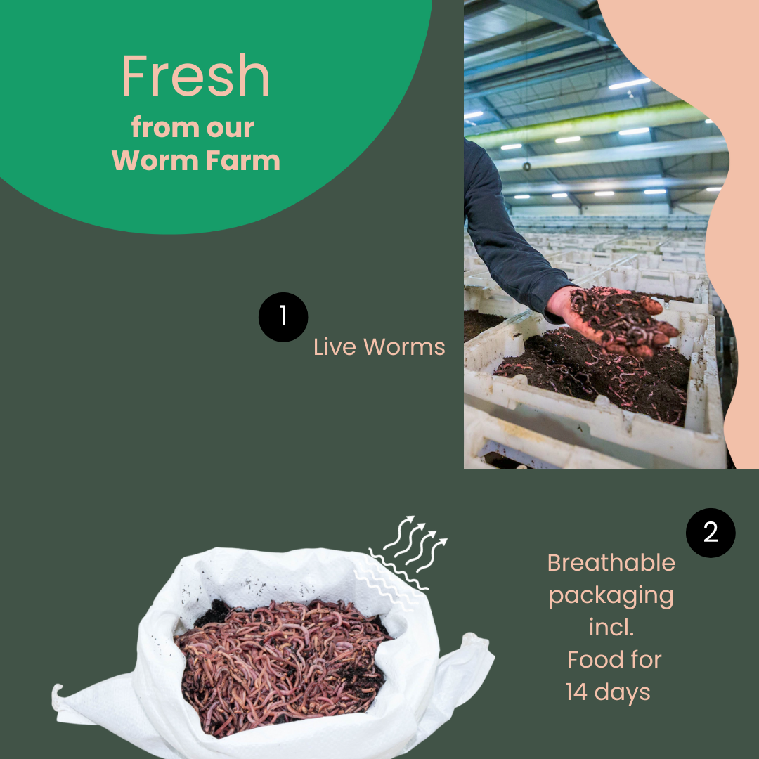 Vers de Compost