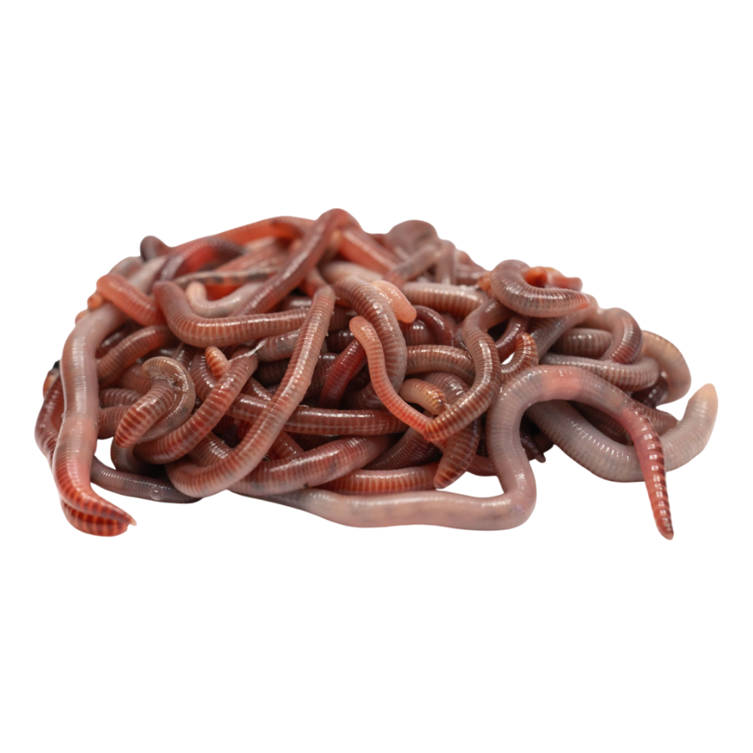 Vers de Compost