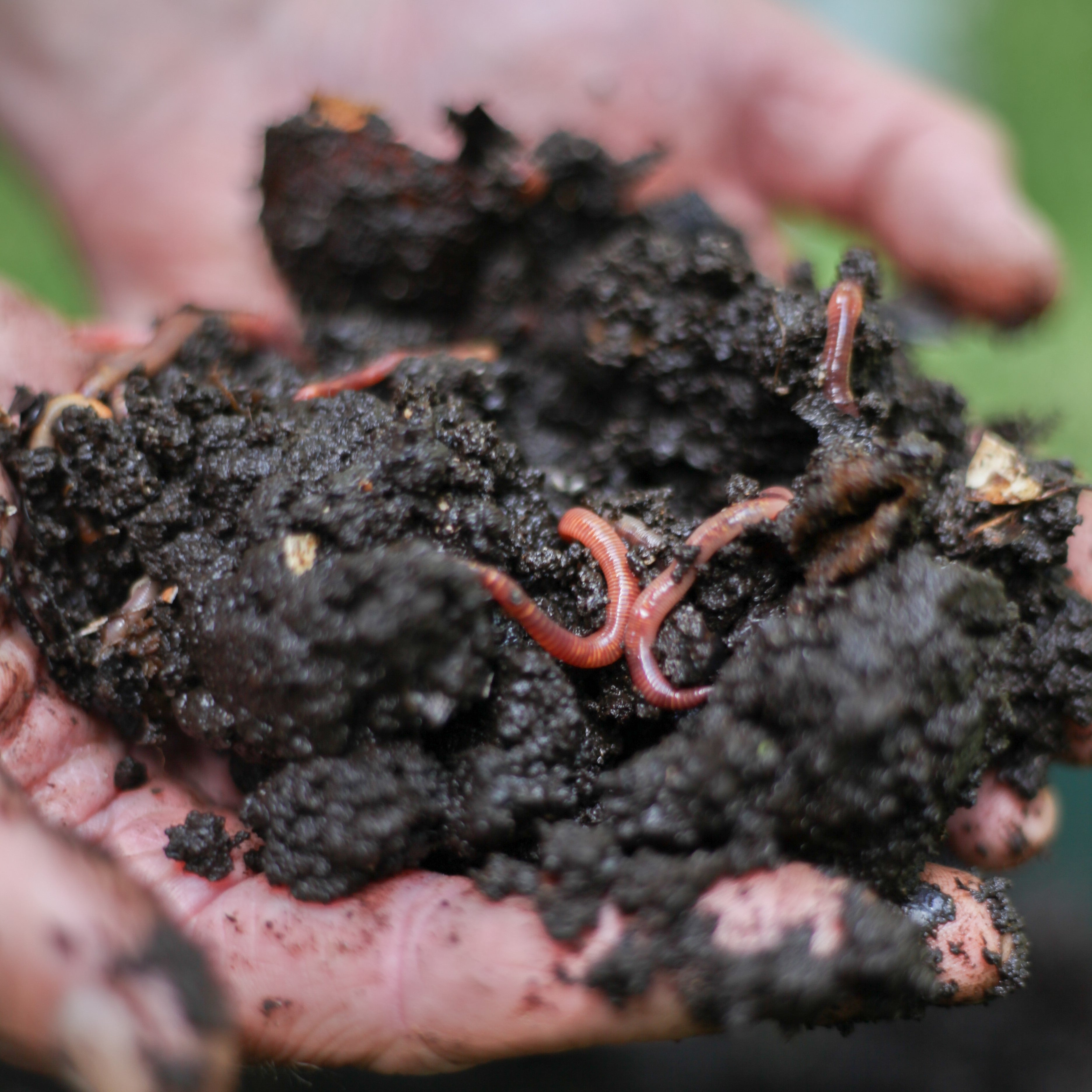 Afbeelding van wormencompost in een hand
