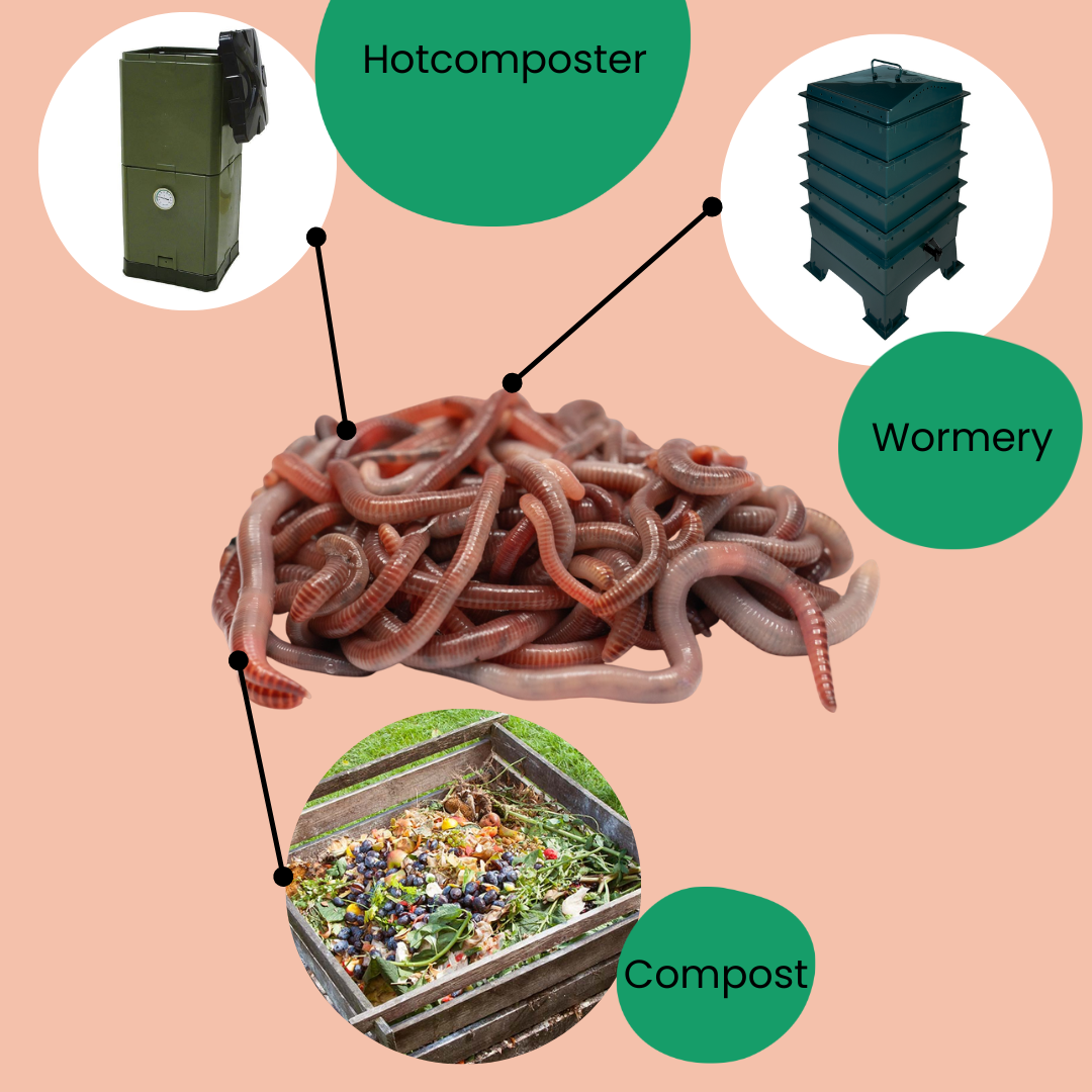 Vers de Compost
