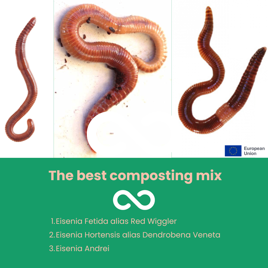 Vers de Compost